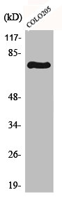 Western Blot analysis of COLO205 cells using c-Rel Polyclonal Antibody Western Blot analysis of COLO205 cells using c-Rel Polyclonal Antibody