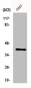 Western Blot analysis of COS7 cells using Crk II Polyclonal Antibody Western Blot analysis of COS7 cells using Crk II Polyclonal Antibody