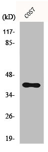 Western Blot analysis of COS7 cells using CXCR-7 Polyclonal Antibody Western Blot analysis of COS7 cells using CXCR-7 Polyclonal Antibody
