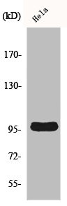 Western Blot analysis of A549 cells using Cyclin M2 Polyclonal Antibody Western Blot analysis of A549 cells using Cyclin M2 Polyclonal Antibody
