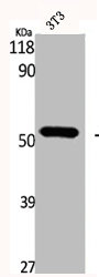 Western Blot analysis of NIH-3T3 cells using DBP Polyclonal Antibody