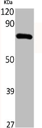 Western Blot analysis of various cells using DCAMKL3 Polyclonal Antibody
