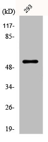 Western Blot analysis of 293 cells using Dematin Polyclonal Antibody Western Blot analysis of 293 cells using Dematin Polyclonal Antibody