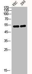 Western Blot analysis of VEC 293 cells using Desmin Polyclonal Antibody