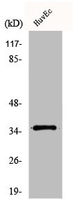 Western Blot analysis of HuvEc cells using DHHC-7 Polyclonal Antibody