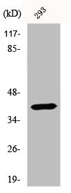 Western Blot analysis of 293 cells using DRS-1 Polyclonal Antibody