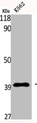 Western Blot analysis of K562 cells using DRS-1 Polyclonal Antibody