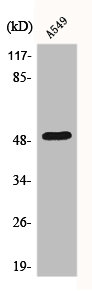 Western Blot analysis of A549 cells using Dynactin 2 Polyclonal Antibody