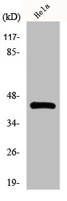 Western Blotting(WB) 1- NR2F6 Antibody