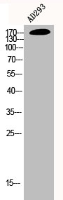 Western Blot analysis of AD293 cells using EGFR Polyclonal Antibody Western Blot analysis of AD293 cells using EGFR Polyclonal Antibody