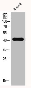 Western Blotting(WB) 1- BSG Antibody