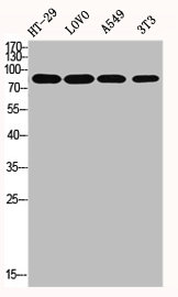 Western Blot analysis of HT29 LOVO A549 NIH-3T3 cells using ENX-2 Polyclonal Antibody