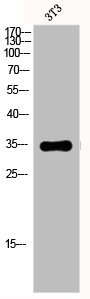 Western Blotting(WB) 1- EPCAM Antibody