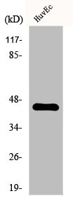 Western Blot analysis of Jurkat cells using FAM80A Polyclonal Antibody Western Blot analysis of Jurkat cells using FAM80A Polyclonal Antibody