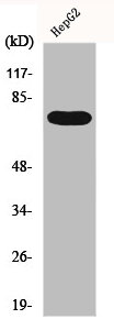 Western Blot analysis of HepG2 cells using FASTKD3 Polyclonal Antibody Western Blot analysis of HepG2 cells using FASTKD3 Polyclonal Antibody
