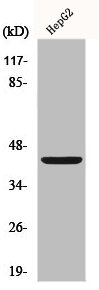Western Blot analysis of HepG2 cells using FOP Polyclonal Antibody Western Blot analysis of HepG2 cells using FOP Polyclonal Antibody