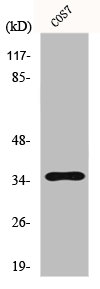 Western Blot analysis of A549 cells using FoxL1 Polyclonal Antibody