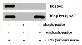 Western Blot analysis of NIH-3T3+NGF cells using FRS2 Polyclonal Antibody