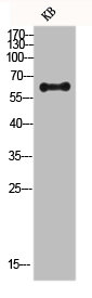 Western blot analysis of KB lysis using FRS2 antibody.
