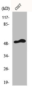 Western Blot analysis of COS7 cells using FRS3 Polyclonal Antibody
