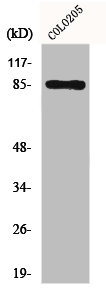 Western Blot analysis of COLO205 cells using Fyb Polyclonal Antibody Western Blot analysis of COLO205 cells using Fyb Polyclonal Antibody