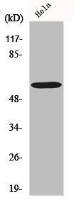 Western Blot analysis of HeLa cells using G3BP1 Polyclonal Antibody Western Blot analysis of HeLa cells using G3BP1 Polyclonal Antibody
