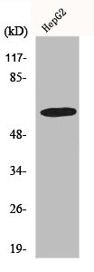 Western Blot analysis of HepG2 cells using GABAA Ralpha4 Polyclonal Antibody
