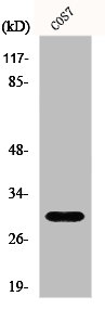 Western Blot analysis of COS7 cells using GCSm-gamma Polyclonal Antibody