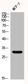 Western Blot analysis of MCF-7 cells using GCSm-gamma Polyclonal Antibody