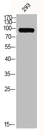 Western Blot analysis of 293 cells using MMP-9 Polyclonal Antibody