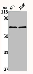 Western Blotting(WB) 2- GK2 Antibody