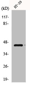 Western Blot analysis of COS7 cells using GPR34 Polyclonal Antibody