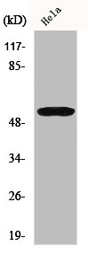 Western Blotting(WB) 1- GORASP2 Antibody