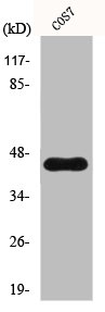 Western Blotting(WB) 1- CYTH3 Antibody