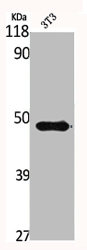 Western Blotting(WB) 3- GSK3B Antibody