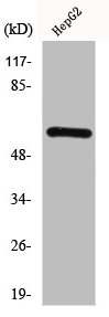 Western Blotting(WB) 1- HDAC2 Antibody