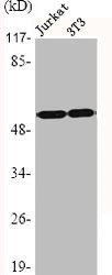 Western Blotting(WB) 2- HDAC2 Antibody