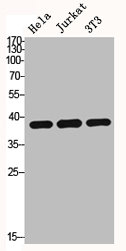Western Blotting(WB) 2- HDAC8 Antibody