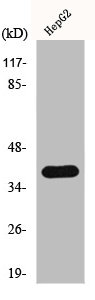 Western Blotting(WB) 1- HNRNPC Antibody