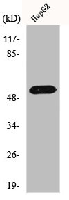 Western Blot analysis of HepG2 cells using hnRNP F Polyclonal Antibody