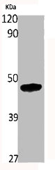 Western Blot analysis of various cells using hnRNP F Polyclonal Antibody