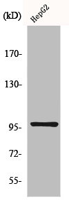 Western Blot analysis of HepG2 cells using HPK1 Polyclonal Antibody