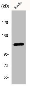 Western Blot analysis of HuvEc cells using KCNH1 Polyclonal Antibody