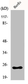 Western Blot analysis of COLO205 cells using KDEL Receptor 2 Polyclonal Antibody