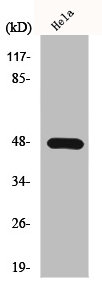 Western Blot analysis of HeLa cells using KIR2.1 Polyclonal Antibody