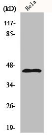 Western Blot analysis of NIH-3T3 cells using KIR6.2 Polyclonal Antibody