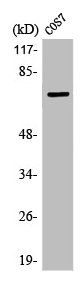 Western Blot analysis of COS7 cells using LIMK-1/2 Polyclonal Antibody Western Blot analysis of COS7 cells using LIMK-1/2 Polyclonal Antibody
