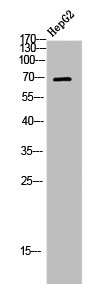 Western Blot analysis of HEPG2 using LIMK-1/2 Polyclonal Antibody.