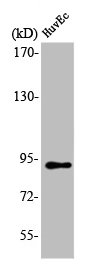 Western Blot analysis of HuvEc cells using LUCA15 Polyclonal Antibody Western Blot analysis of HuvEc cells using LUCA15 Polyclonal Antibody