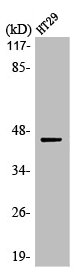 Western Blot analysis of HT29 cells using MEK-1/2 Polyclonal Antibody Western Blot analysis of HT29 cells using MEK-1/2 Polyclonal Antibody